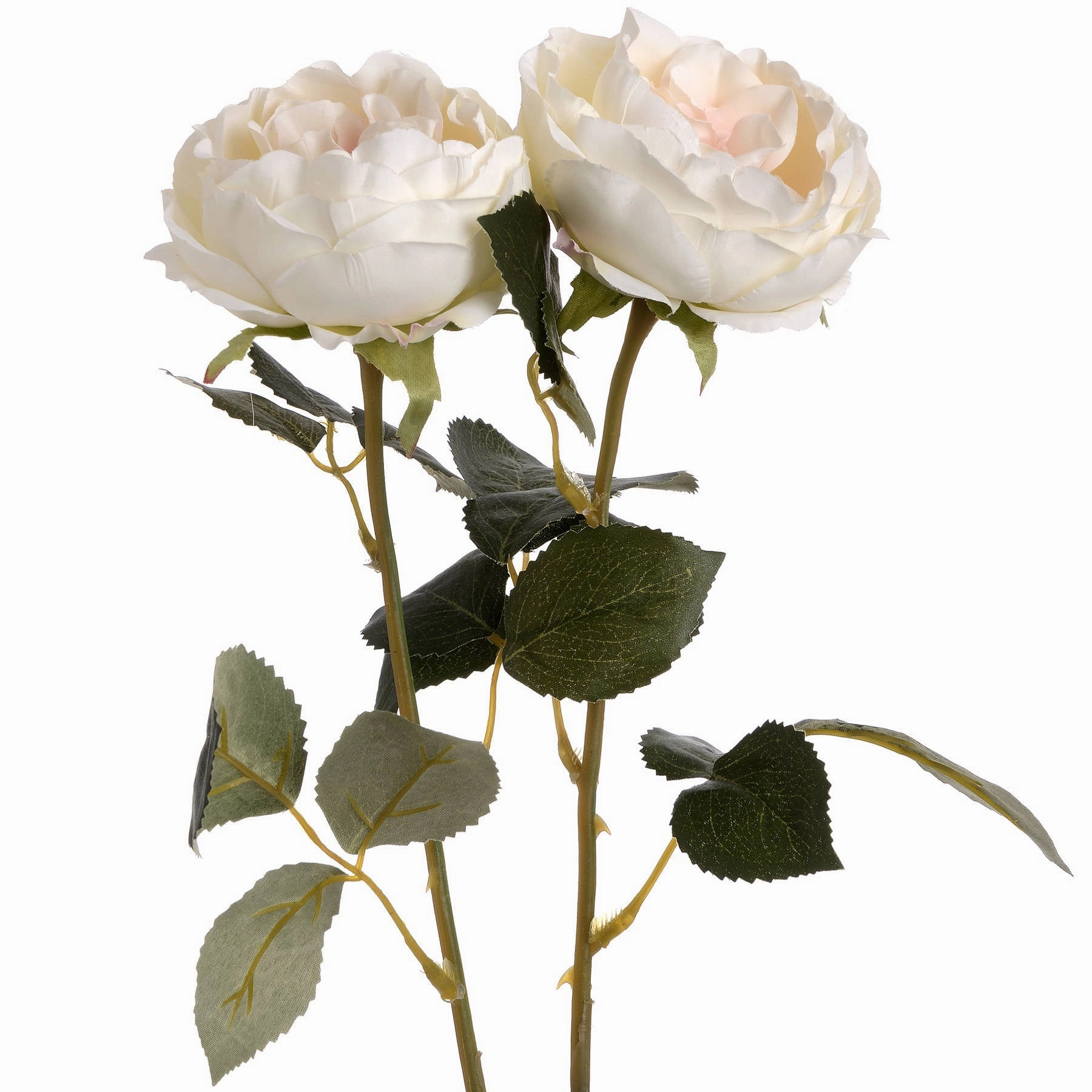 Blush Garden Rose