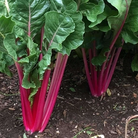 Chard 'Pink Lipstick' - (Beta vulgaris 'flavescens')