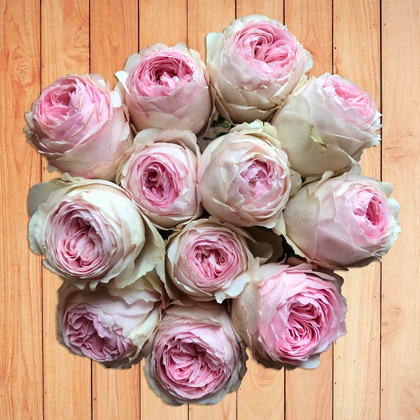 Mansfield Park | Garden Rose