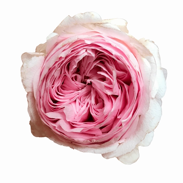 Mansfield Park | Garden Rose