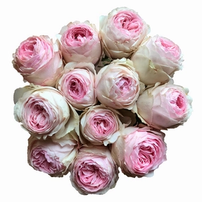 Mansfield Park | Garden Rose