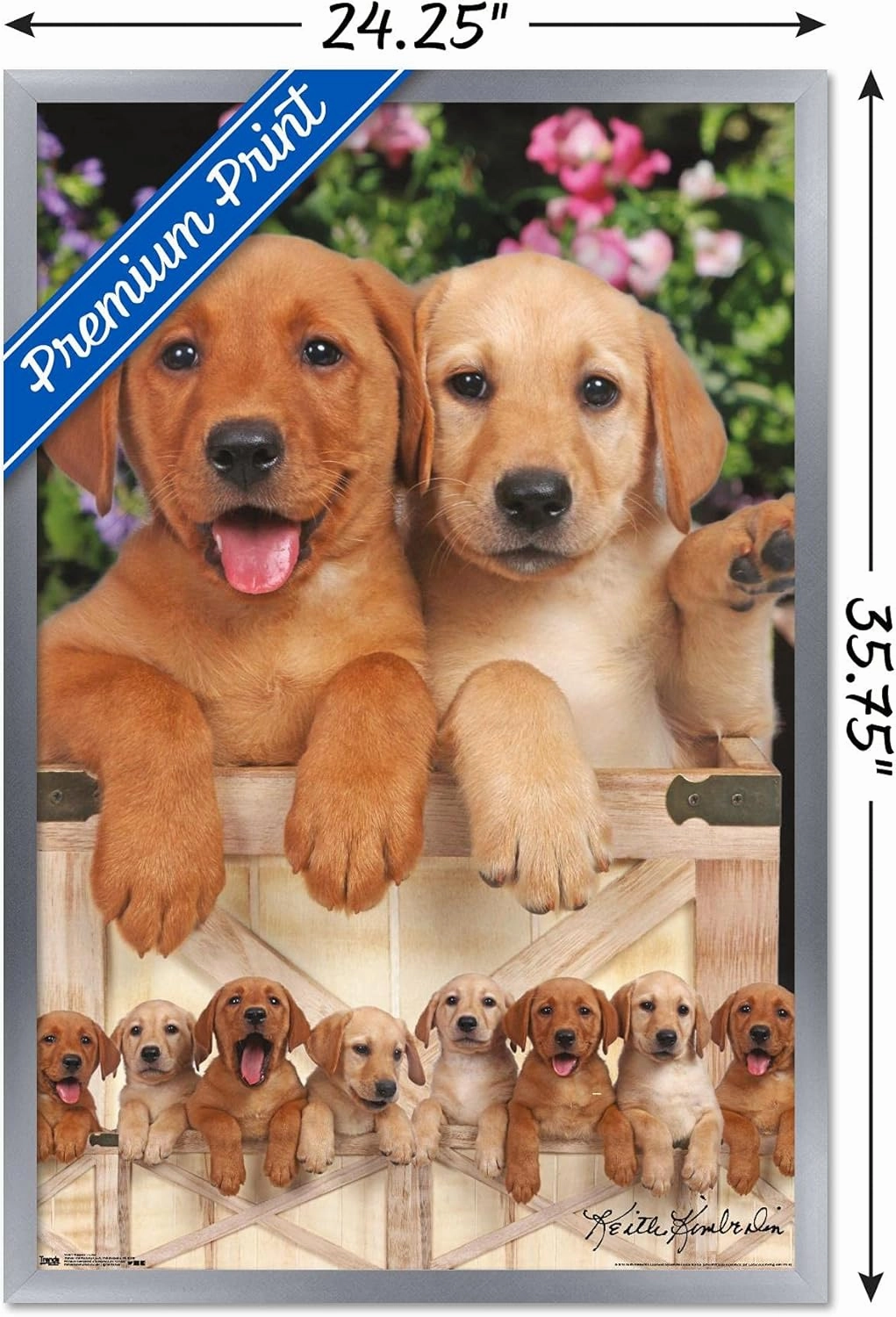Trends International Keith Kimberlin - Puppies - Labs Wall Poster, 34L x 22.4W, Silver Framed Version