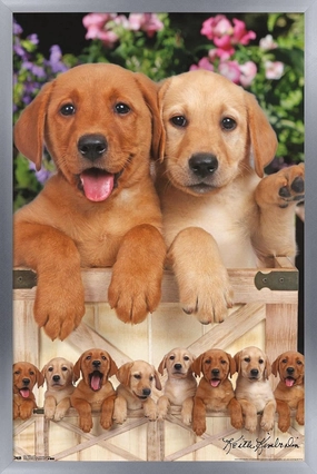 Trends International Keith Kimberlin - Puppies - Labs Wall Poster, 34L x 22.4W, Silver Framed Version