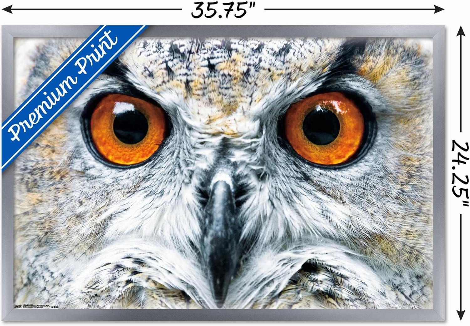 Trends International Owl - Close Wall Poster, 22.375" x 34", Silver Framed Version