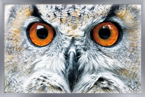 Trends International Owl - Close Wall Poster, 22.375" x 34", Silver Framed Version
